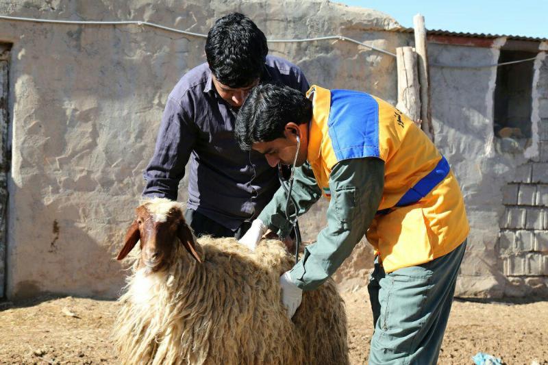 بیماری های مشترک دامی در کشور 18 درصد کاهش یافت