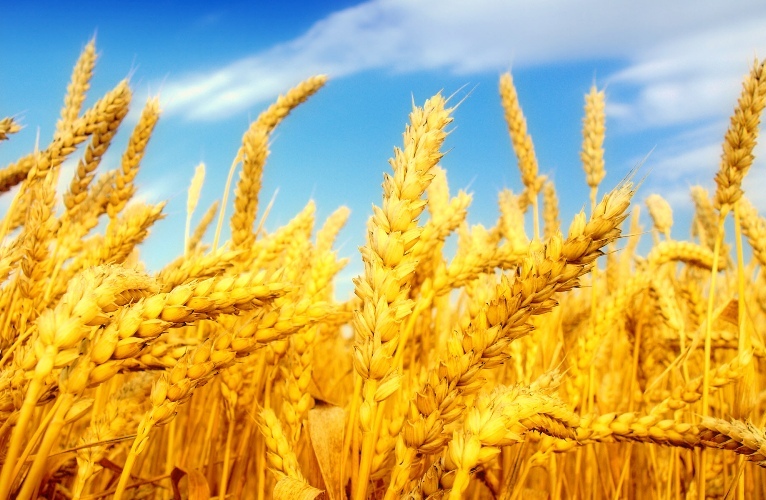 تولید غلات در جهان کاهش می یابد